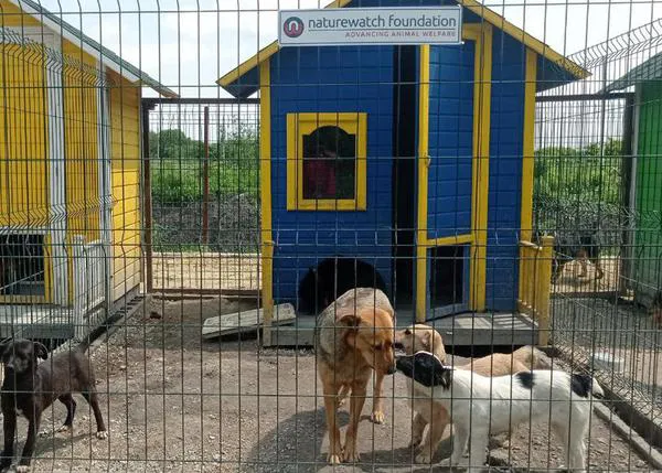 Casitas para perros sin hogar que huyen de la guerra en Ucrania: el (nuevo) albergue Step gracias a Naturewatch Foundation