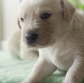 Así ve y huele el mundo un cachorro