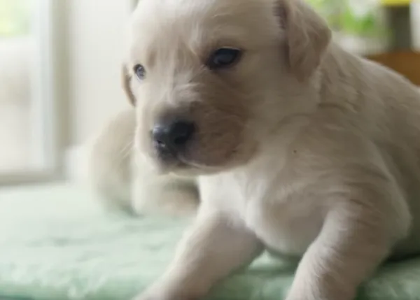 Así ve y huele el mundo un cachorro