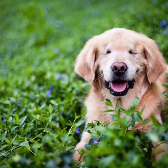 Smiley, el Golden Retriever más sonriente: un can ciego es …