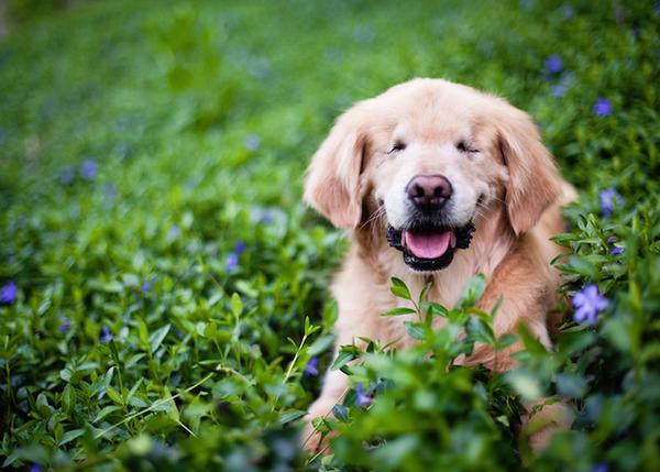 Smiley, el Golden Retriever más sonriente: un can ciego es un fabuloso perro de terapia 