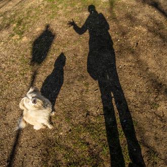 La importancia capital de los paseos con nuestro perro: tiempo …