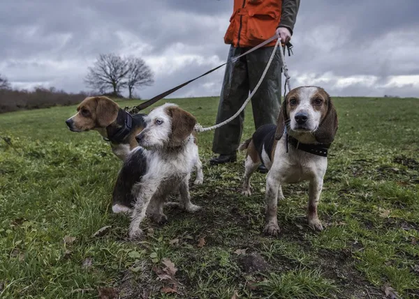 Preocupación por los perros de caza, guarda o pastoreo ¿quedarán desamparados y sin protección legal?