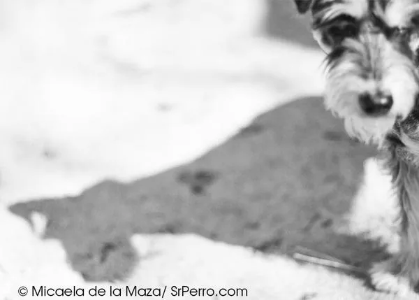 Planes con perro en Cantabria: Concurso de canes con o sin raza de APTACAN