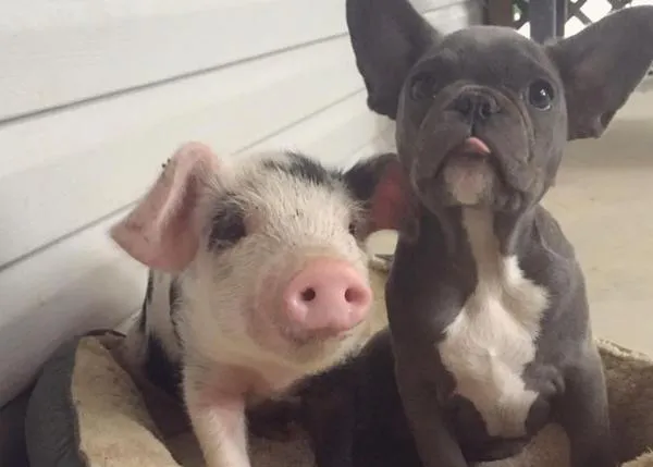 Amistades improbables y ciertas: las felicidades de los perros que juegan con cerdos