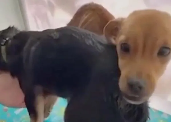 Dos perros desnutridos arrojados desde un coche en una vía secundaria de Caravaca de la Cruz, Murcia