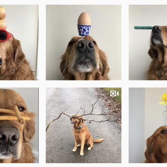 Estrellas de Instagram: Nelly, una Golden Retriever extra paciente y …