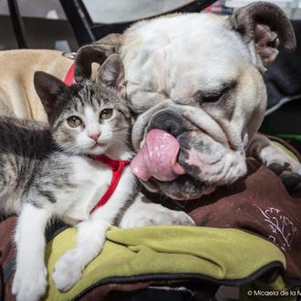 Los perros nos quieren hasta cinco veces más que los …