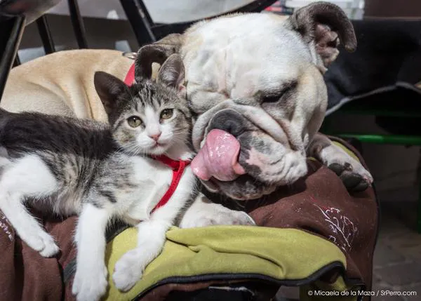 Los perros nos quieren hasta cinco veces más que los gatos, dice la ciencia