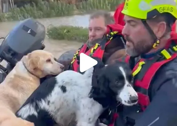 Continúan los rescates de animales aislados y muchas protectoras necesitan ayuda ante la llegada de la Borrasca Marta