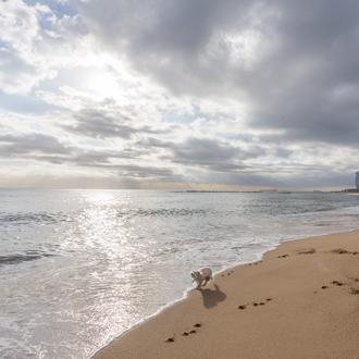 Perros en la playa: buenas noticias en Barcelona, malas en …
