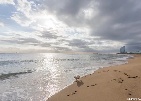 Perros en la playa: buenas noticias en Barcelona, malas en Cádiz