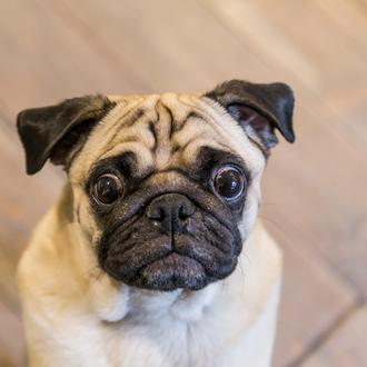 Los perros braquicéfalos de más de 8kg no pueden volar …