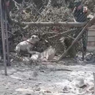 Primeros rescates de animales tras el incendio de Los Gallardos …