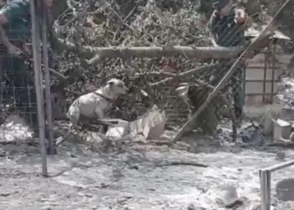 Primeros rescates de animales tras el incendio de Los Gallardos por parte de la Guardia Civil, FURIA y ELEOS