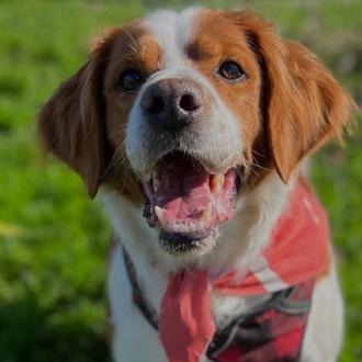 HOOPE pide ayuda para salvar a más de 120 animales …