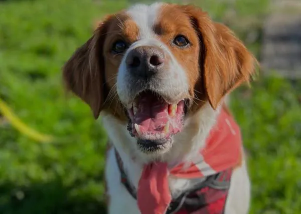 HOOPE pide ayuda para salvar a más de 120 animales del Centro de Protección Animal de Torrejón de Ardoz