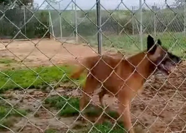 ¿Por qué Lola 2 no puede ser adoptada por la persona que lleva más de año y medio luchando por ella en Terrassa?