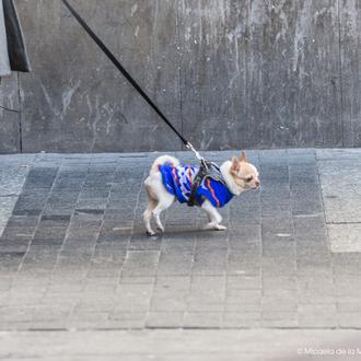 Agenda SrPerro enero: flashmob perruna, mercadillos con vermú, manualidades y …