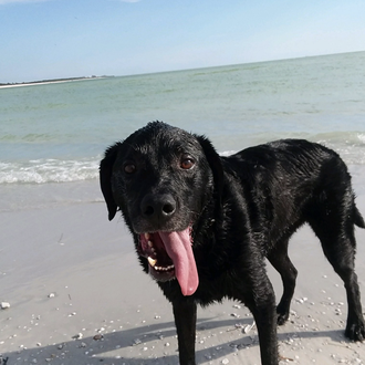 Un perro muere tras un día de playa: el agua …