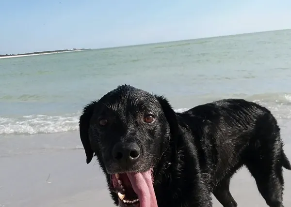 Un perro muere tras un día de playa: el agua salada puede resultar extremadamente tóxica ingerida en exceso