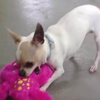 Rabillos felices por doquier: los perros de una protectora eligen …