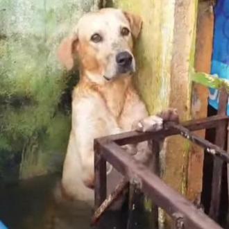 El perro cuyo rescate tras las inundaciones de Tabasco se …