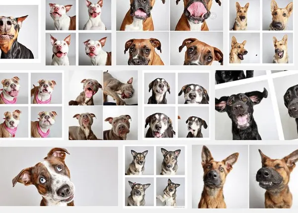 100 historias felices en versión fotomatón: un genial libro de retratos perrunos