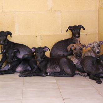 Para las protectoras que ayudan a los perros de caza …