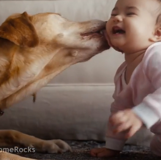 El mejor amigo de tu hogar, tu perro: un fabuloso …