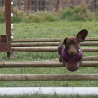 Una salchicha mini demuestra su destreza para el agility