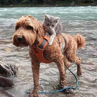 Como perros y gatos... bien avenidos: una perra y un …