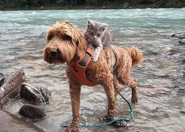 Como perros y gatos... bien avenidos: una perra y un minino exploran juntos el mundo