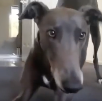 Deja que los perros sean perros: muchos galgos rescatados y …
