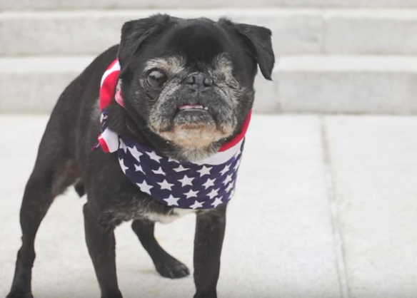 Una carlino aspira a llegar a la Casa Blanca: genial campaña a favor de los canes viejitos