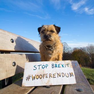 Los perros británicos se movilizan contra el Brexit y convocan …