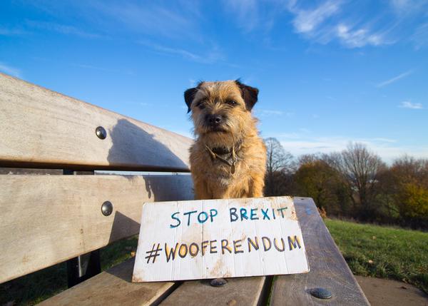 Los perros británicos se movilizan contra el Brexit y convocan un 