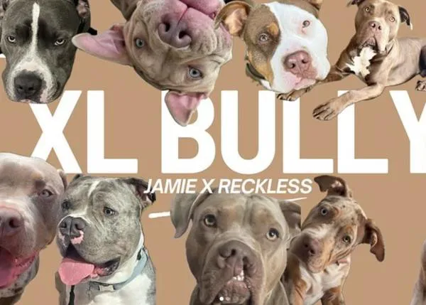 Una canción dedicada a los Bully XL ayuda a las organizaciones que luchan por ellos en el Reino Unido