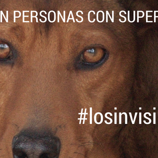 #los97deÒdena: 20 perros necesitan encontrar un hogar antes del 31 …