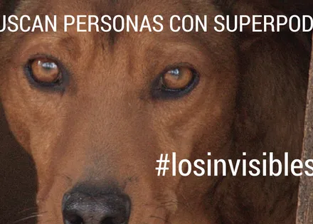 #los97deÒdena: 20 perros necesitan encontrar un hogar antes del 31 de diciembre