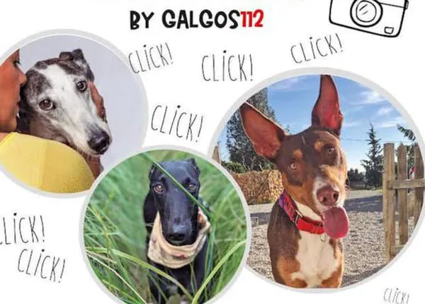 “XII Concurso fotográfico de Galgos 112”: los retratos que alegrarán el calendario solidario de 2022