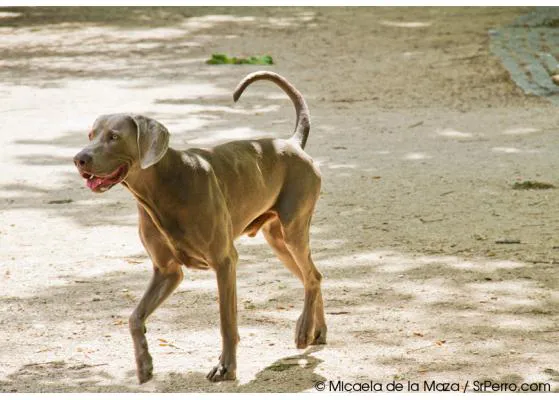 Ojo en El Retiro: un perro se ha envenenado esta semana 
