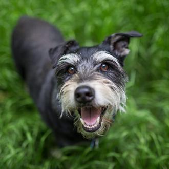 El perro que cambió el mundo, el perro que cambió …
