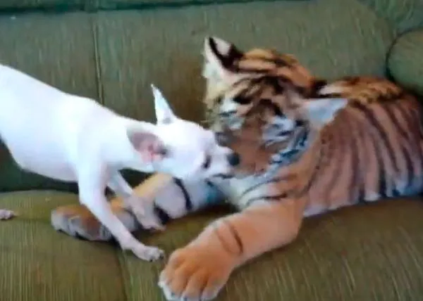 Amistades improbables pero ciertas: el chihuahua y el cachorro de...¡tigre!