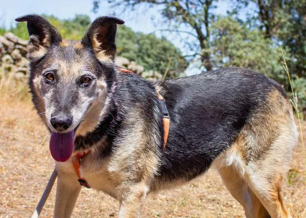 Feliz día a todos los perros sin raza que esperan conquistar a personas con gran corazón (y amplio sofá)