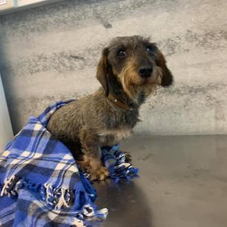 Una perra abandonada en el veterinario tras perder el uso …