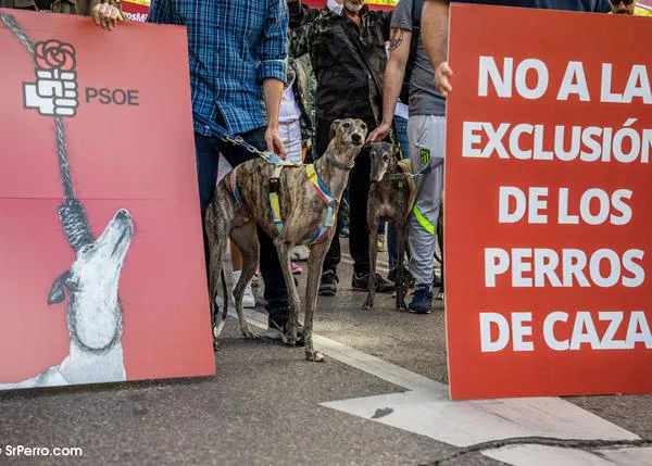 Proteger a los perros de caza solo mientras no cazan, la propuesta de Podemos para desbloquear la Ley de Bienestar Animal