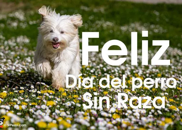 ¡¡Feliz Día del Perro sin Raza!!, un día para impulsar adopciones y celebrar todos los divinos mestizos únicos