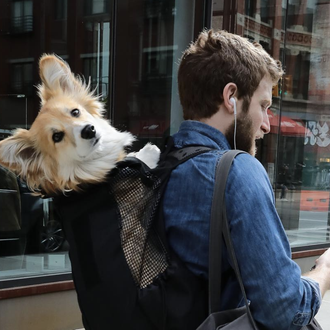 Maxine y los otros perros que mejoran el humor de …