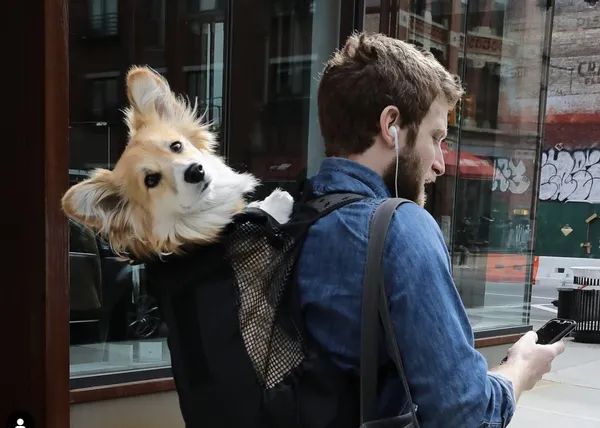 Maxine y los otros perros que mejoran el humor de los viajeros del metro de Nueva York